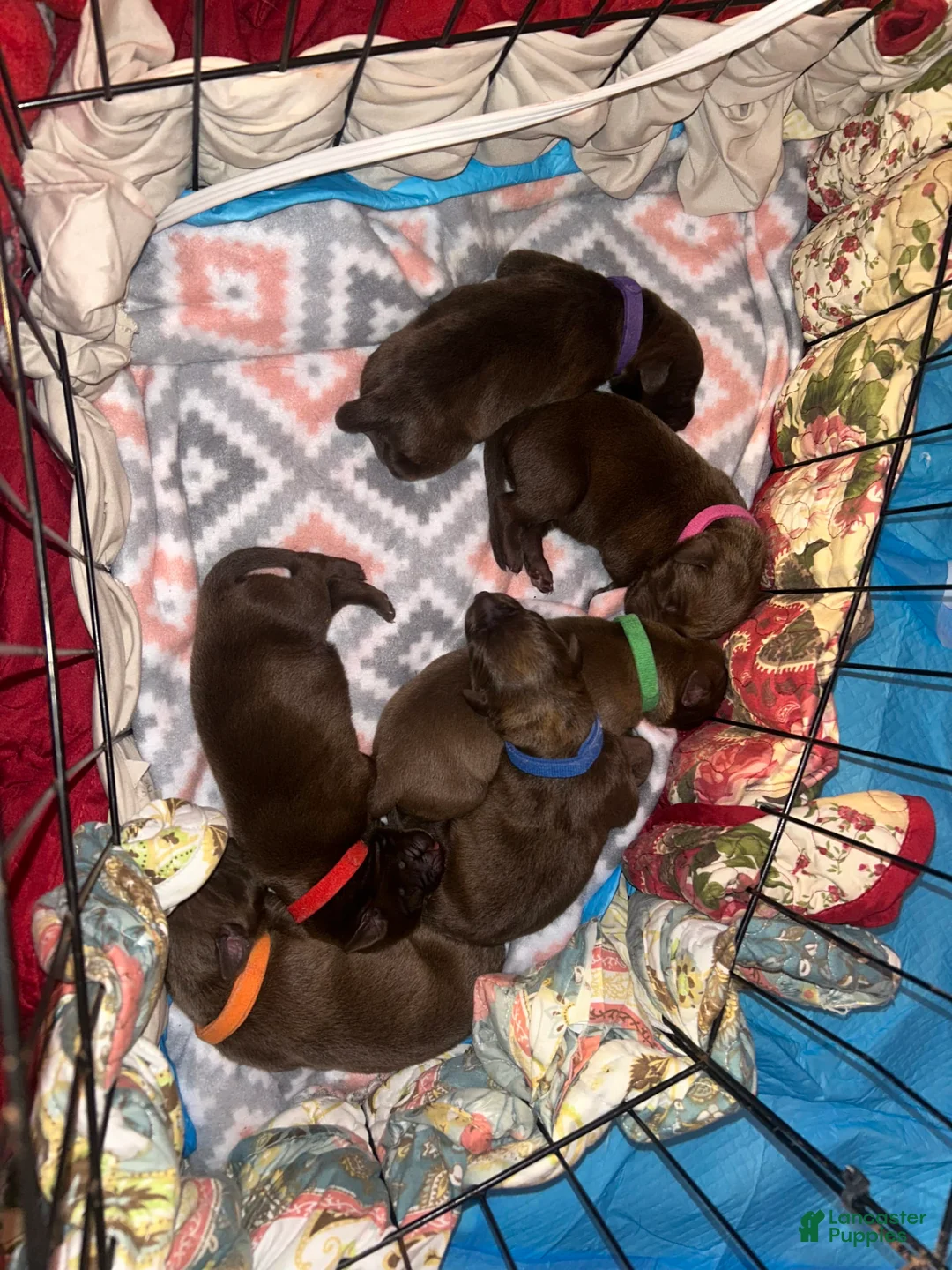 Gallery Image {{count}}