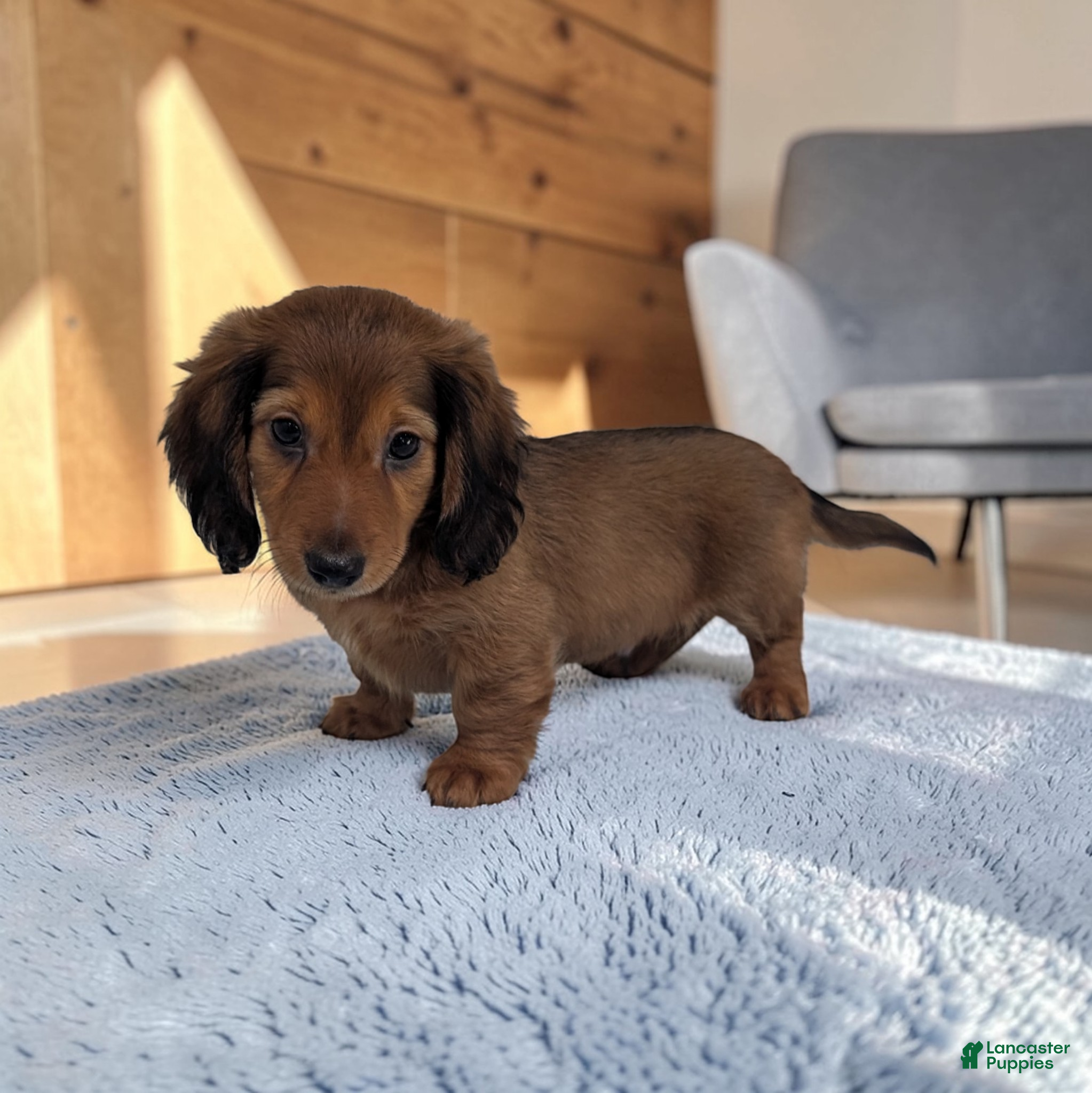 Miniature Dachshund dogs Silas - Ad 2