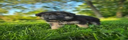 German Shepherd dogs for sale: Sniper  - Ad 4