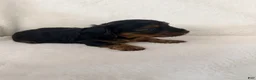 Dorkie dogs for sale: Sonny - Ad 4