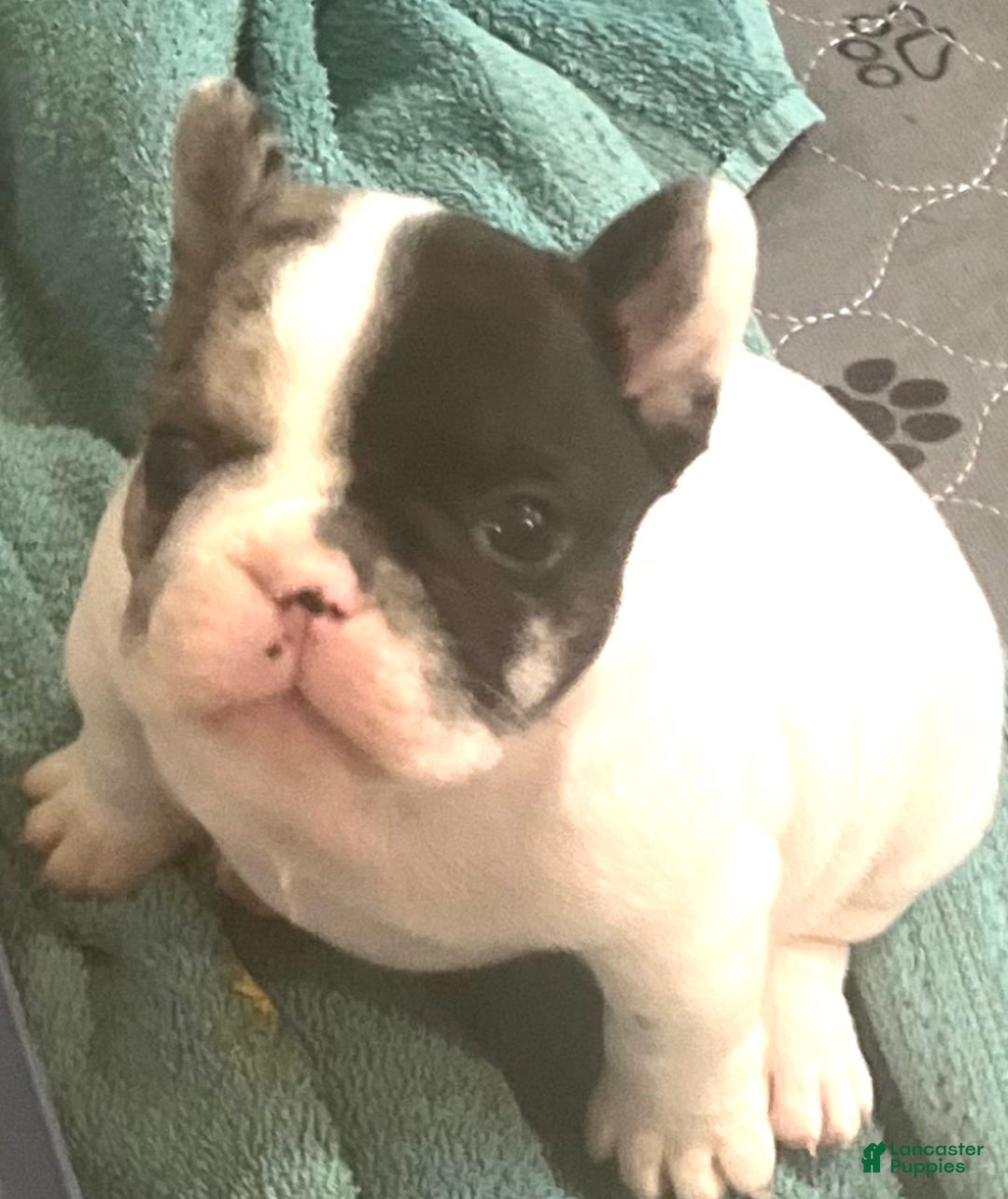 French Bulldog dogs for sale: Titan - Ad 2
