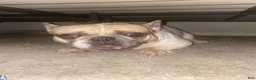 French Bulldog dogs for sale: Gizmac  - Ad 3