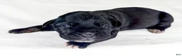 Cane Corso dogs for sale: Cane Corso Puppy 9 - Ad 3