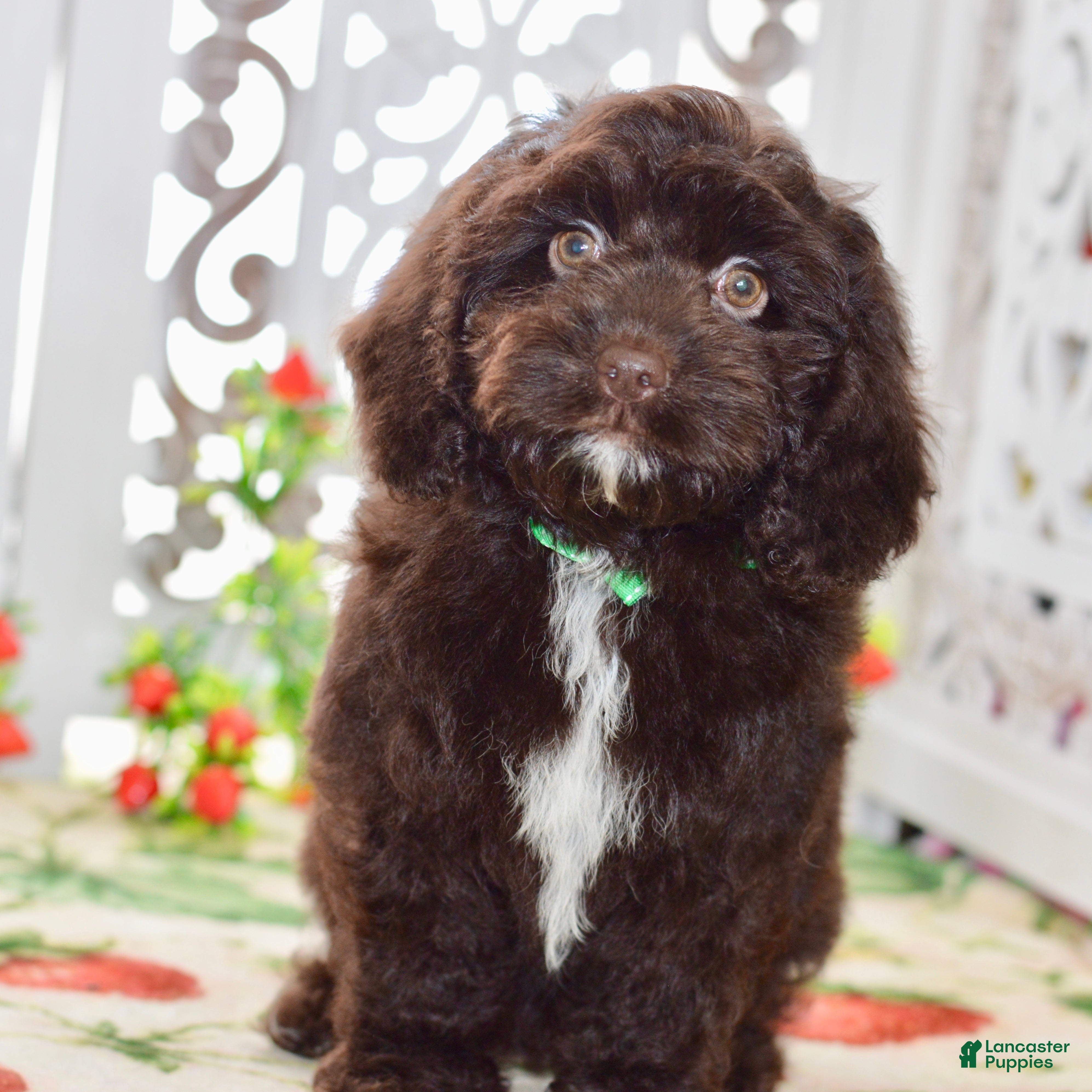 Cockapoo dogs Claire - Ad 2