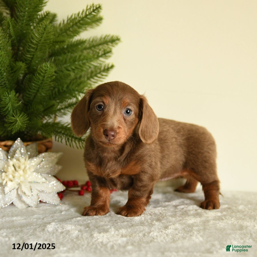 Miniature Dachshund dogs Winnie - Ad 7
