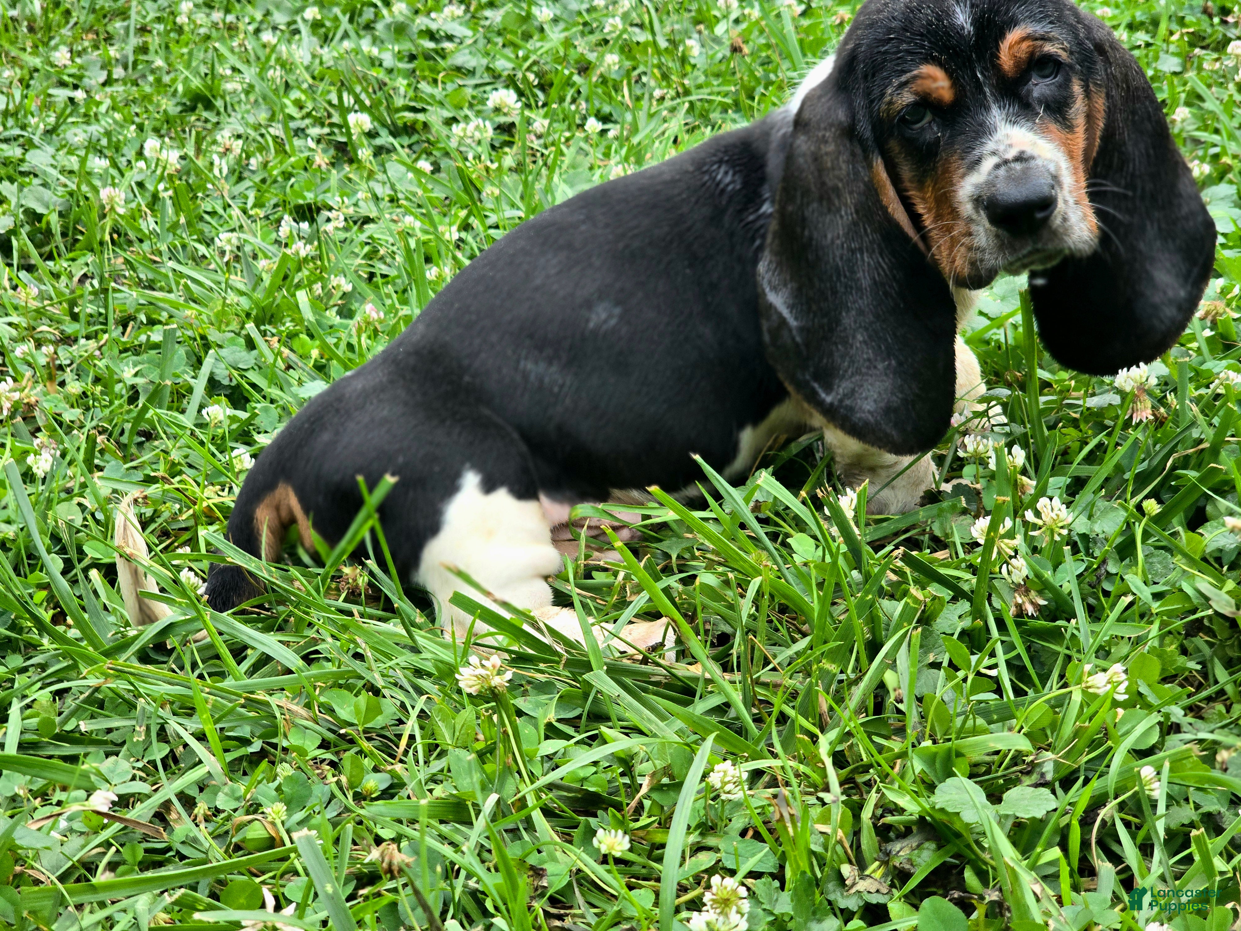Basset Hound dogs SilverQuill - Ad 2