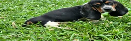 Basset Hound dogs for sale: SilverQuill - Ad 2