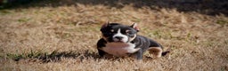 American Bully dogs for sale: American Bully Puppy 1 - Black and Tan - Ad 1
