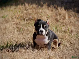 American Bully dogs American Bully Puppy 1 - Black and Tan - Ad 42