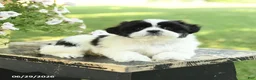 Shih Tzu dogs for sale: Scout - Ad 3