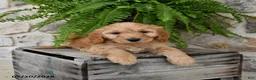 Mini Goldendoodle dogs for sale: Conner - Ad 4