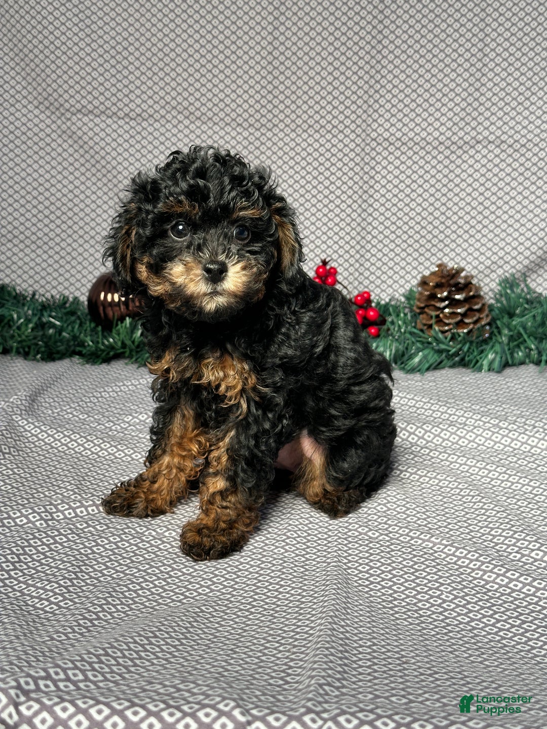Miniature Poodle dogs for sale: Olive - Ad 3