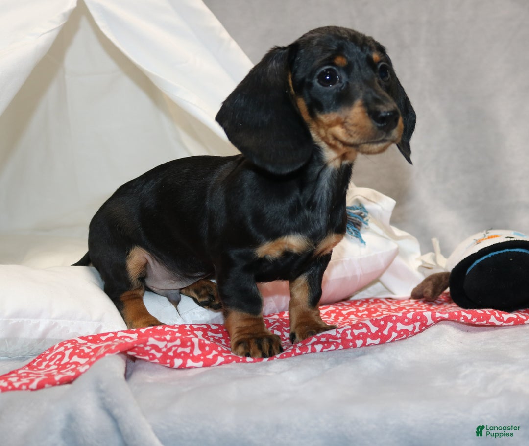 Miniature Dachshund dogs for sale: Hugo - Ad 12