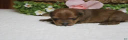 Yorkiepoo dogs for sale: Jacque  - Ad 8