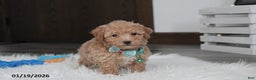 Bichpoo dogs for sale: Rowan - Ad 6