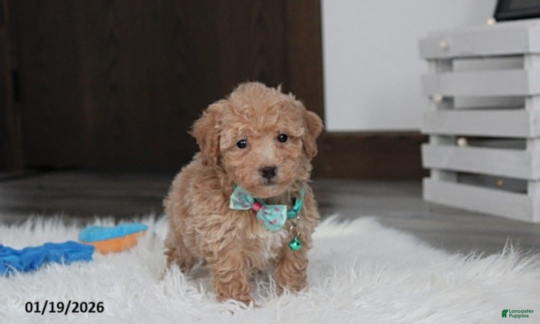 Bichpoo dogs for sale: Rowan - Ad 6