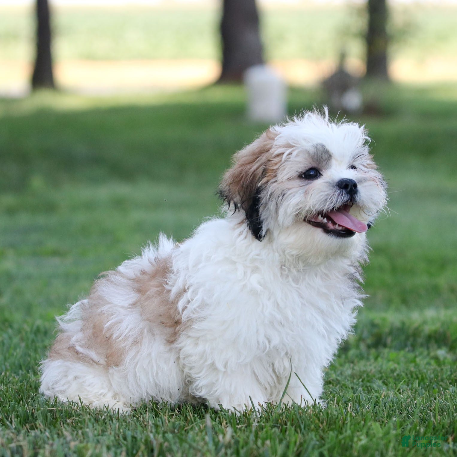 Teddy Bear dogs Tank Teddy Bear Puppy  - Ad 1
