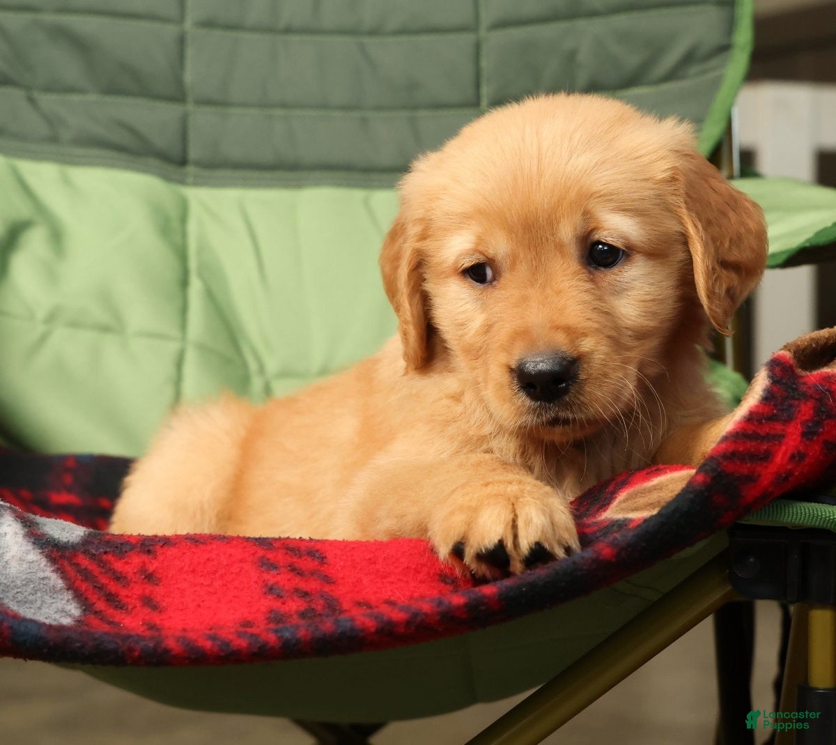 Golden Retriever dogs for sale: Genesis - Ad 1