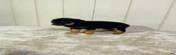 Rottweiler dogs for sale: Rottweiler 2 - Ad 8