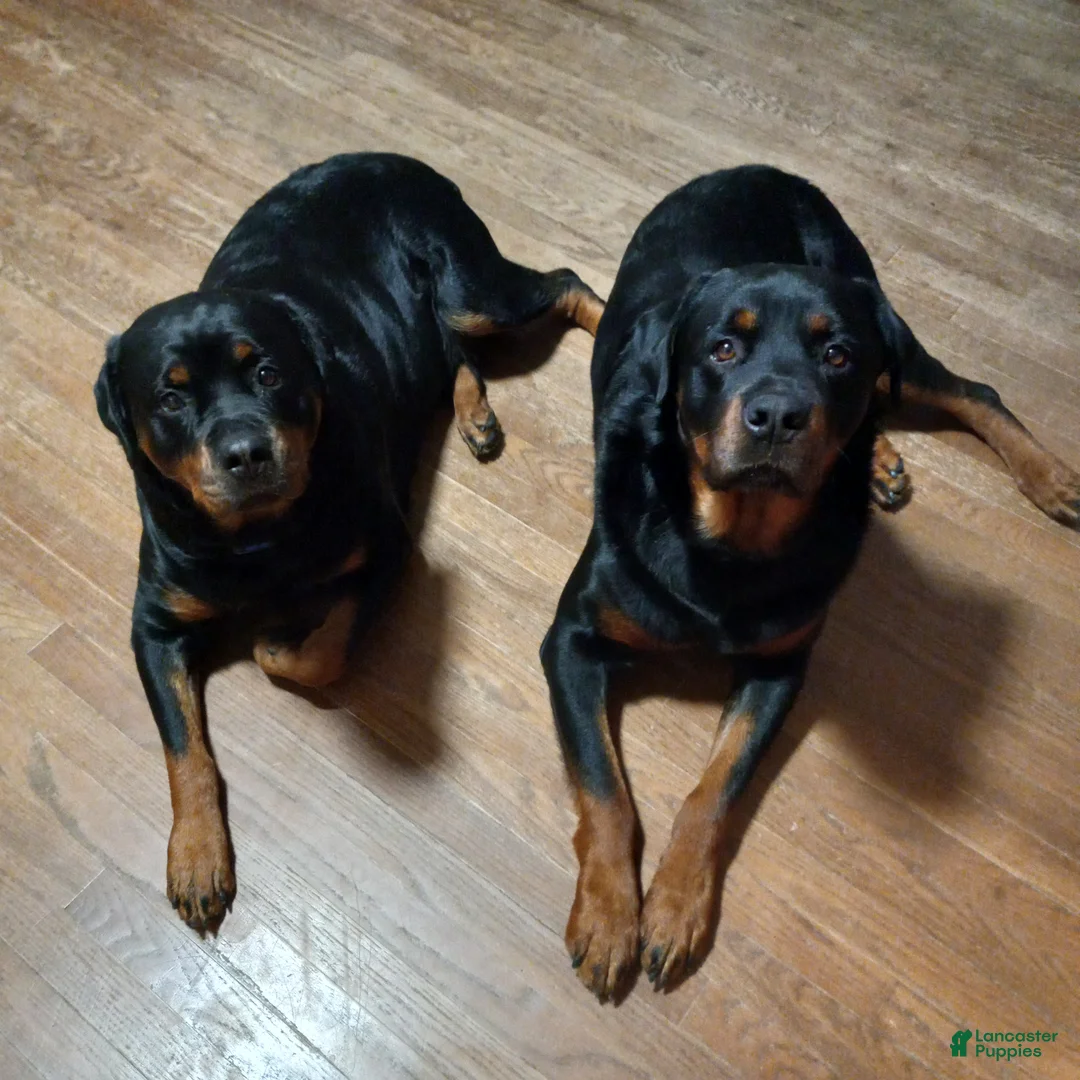 Rottweiler dogs for sale: Rottweiler Puppy 7 - Ad 7