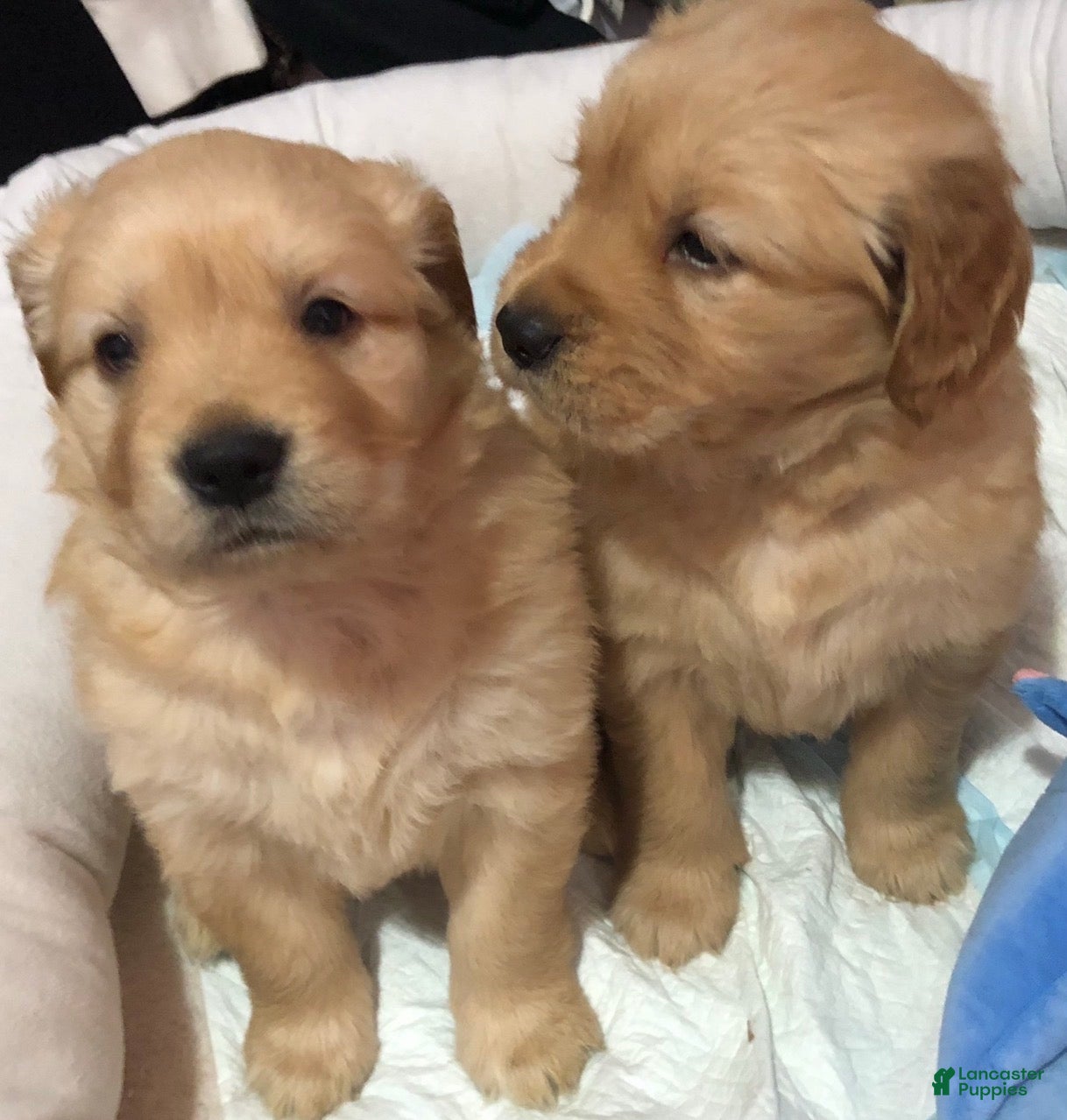 Golden Retriever dogs Golden Retriever Puppy 1 - Ad 3