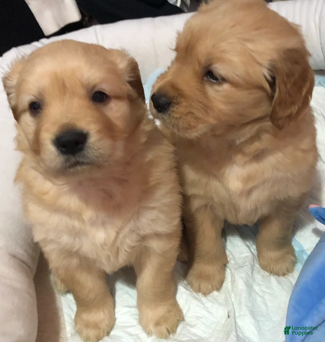 Golden Retriever dogs for sale: Golden Retriever Puppy 1 - Ad 1