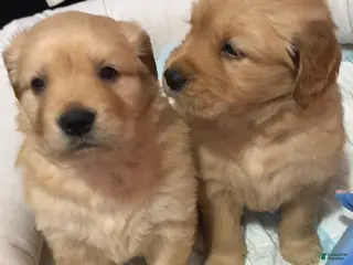 Golden Retriever dogs Golden Retriever Puppy 1 - Ad 3