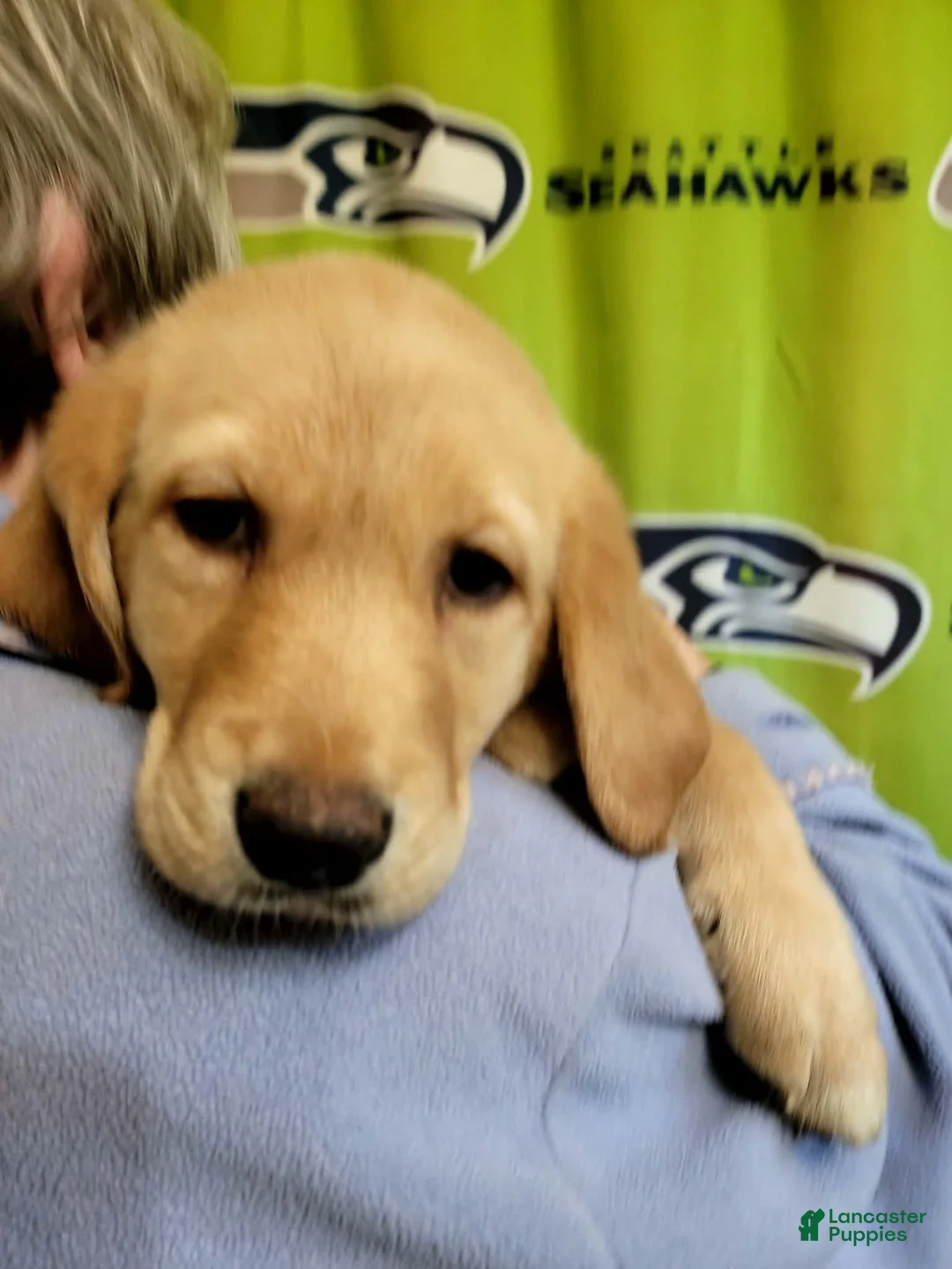 Labrador Retriever dogs for sale: Labrador Retriever 3 - Ad 2