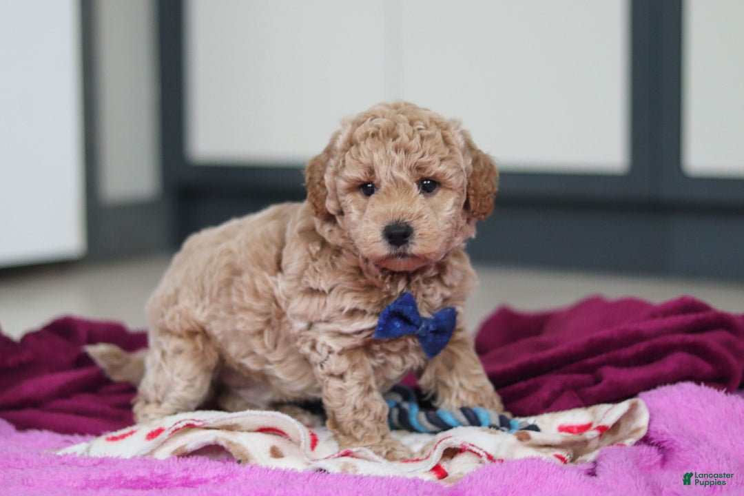 Mini Goldendoodle dogs for sale: Howie - Ad 3