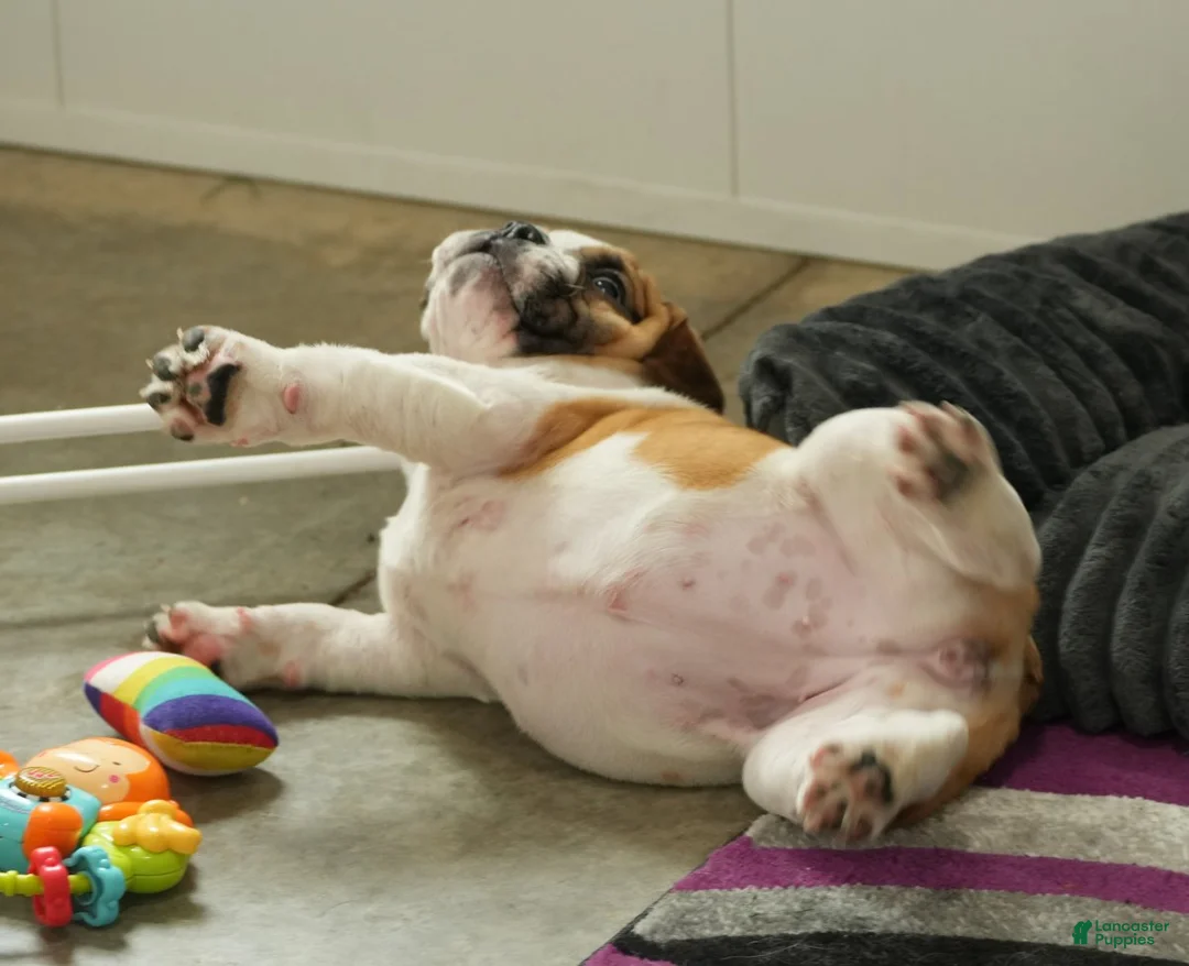 Beabull dogs for sale: Rosemary - Ad 4