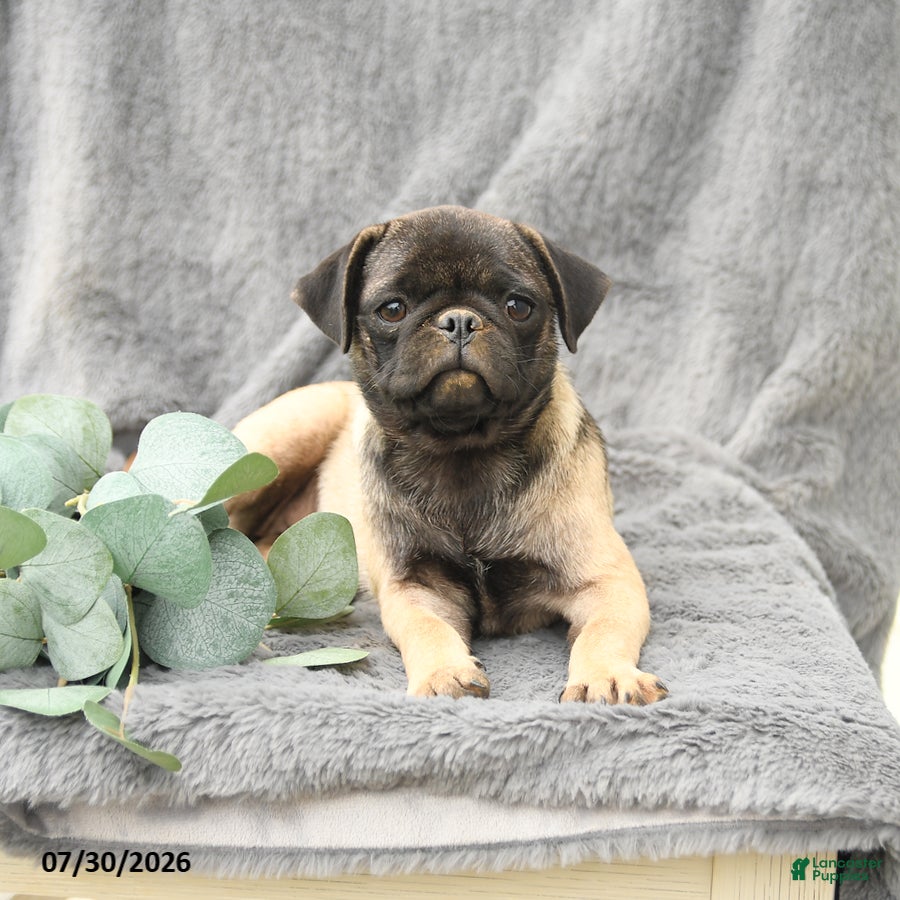 Pug dogs Hazel - Ad 1