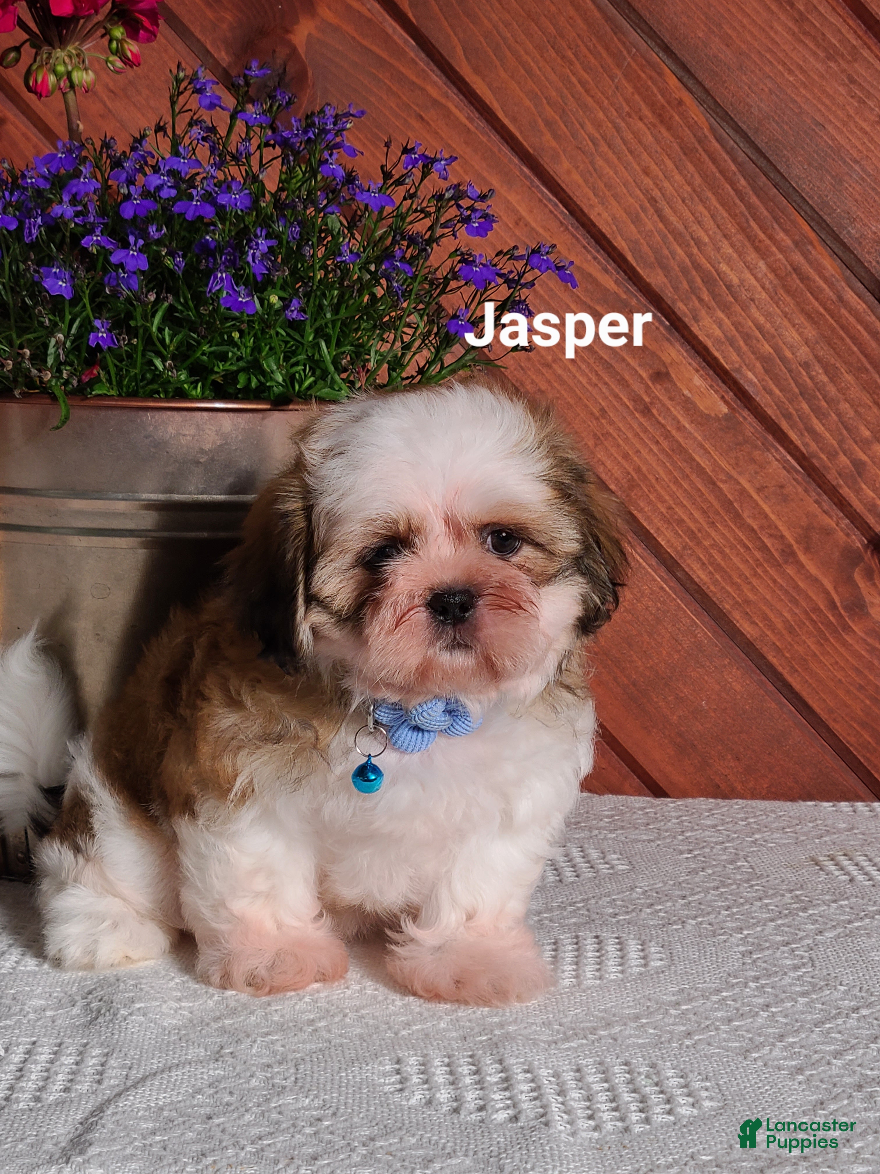 Shih Tzu dogs Jasper  - Ad 2