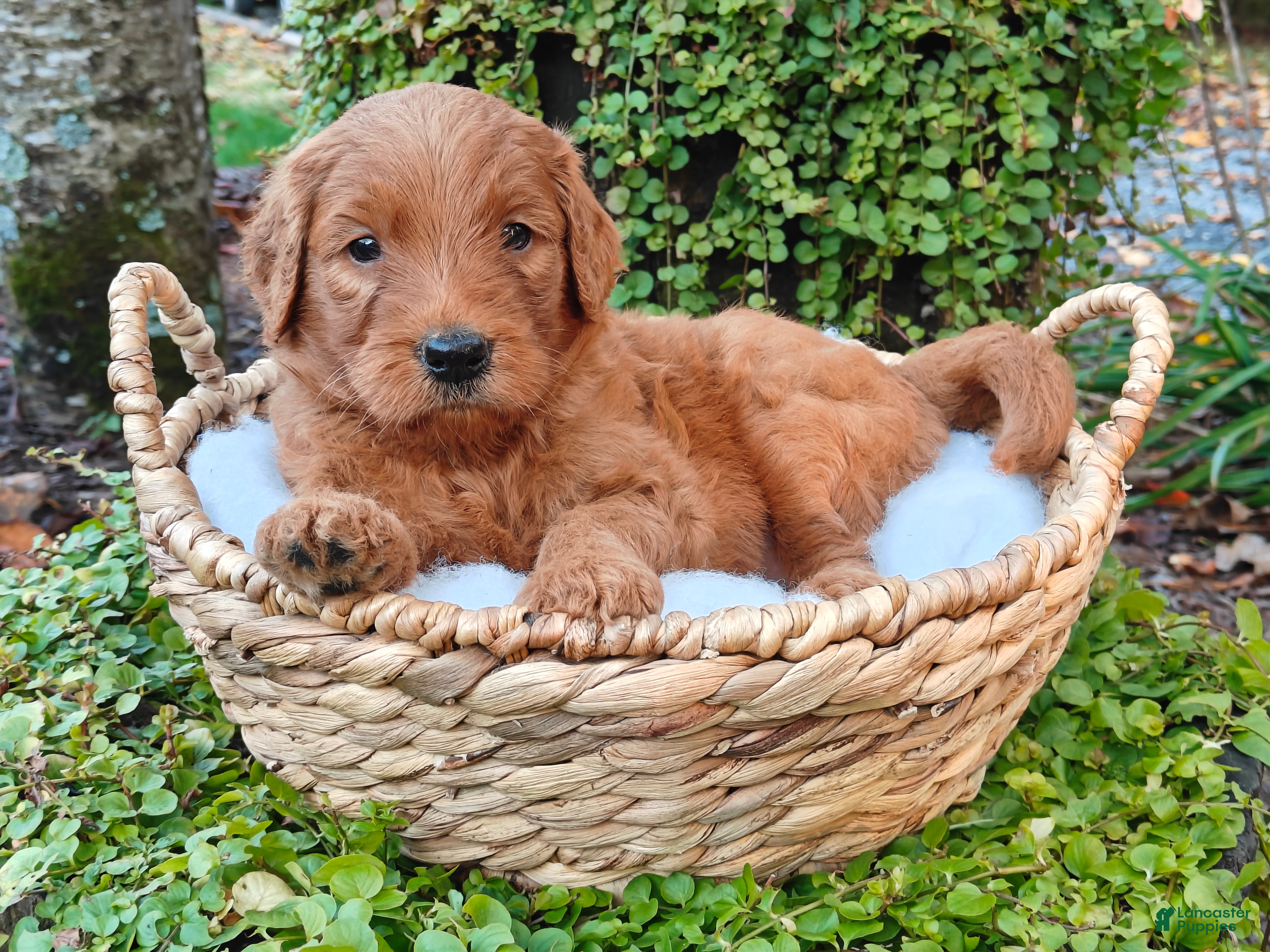 Goldendoodle dogs Rover - Ad 2