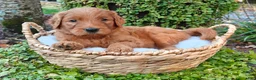 Goldendoodle dogs for sale: Rover - Ad 2
