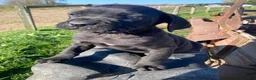 Cane Corso dogs for sale: Chance - Ad 5