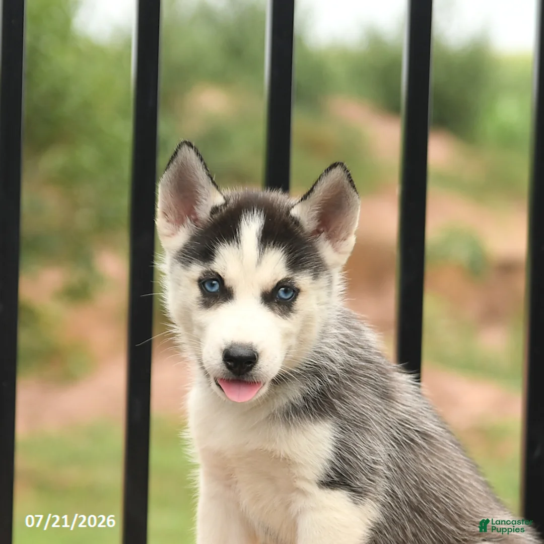 Siberian Husky dogs for sale: Bubbles - Ad 5