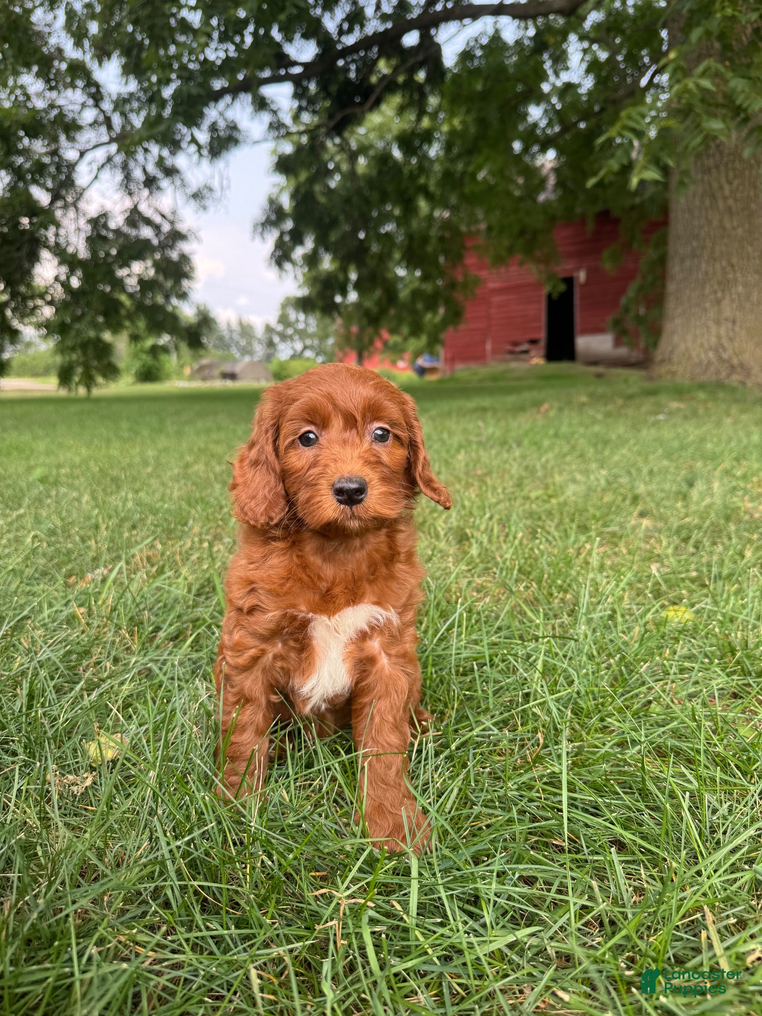 Cockapoo dogs Whittier  - Ad 1