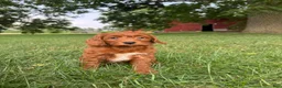 Cockapoo dogs for sale: Whittier  - Ad 1