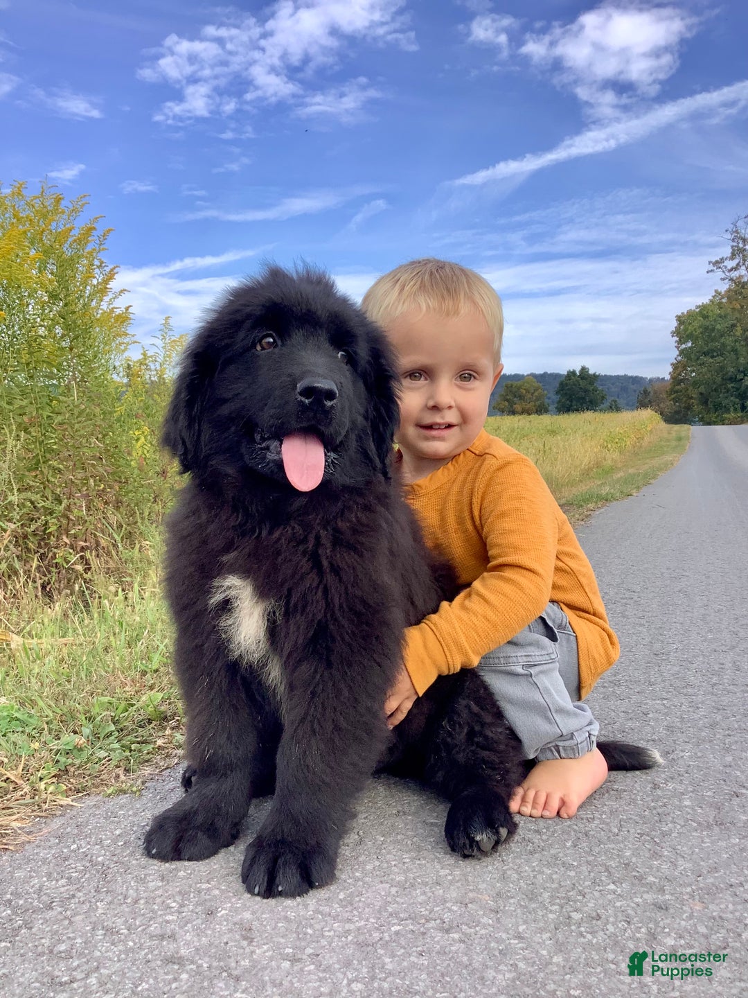 Newfoundland litter of puppies for sale in Elizabethville