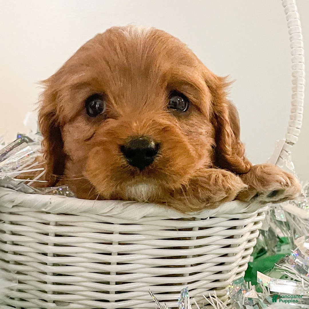 Cavapoo dogs for sale: Carmel - Ad 2
