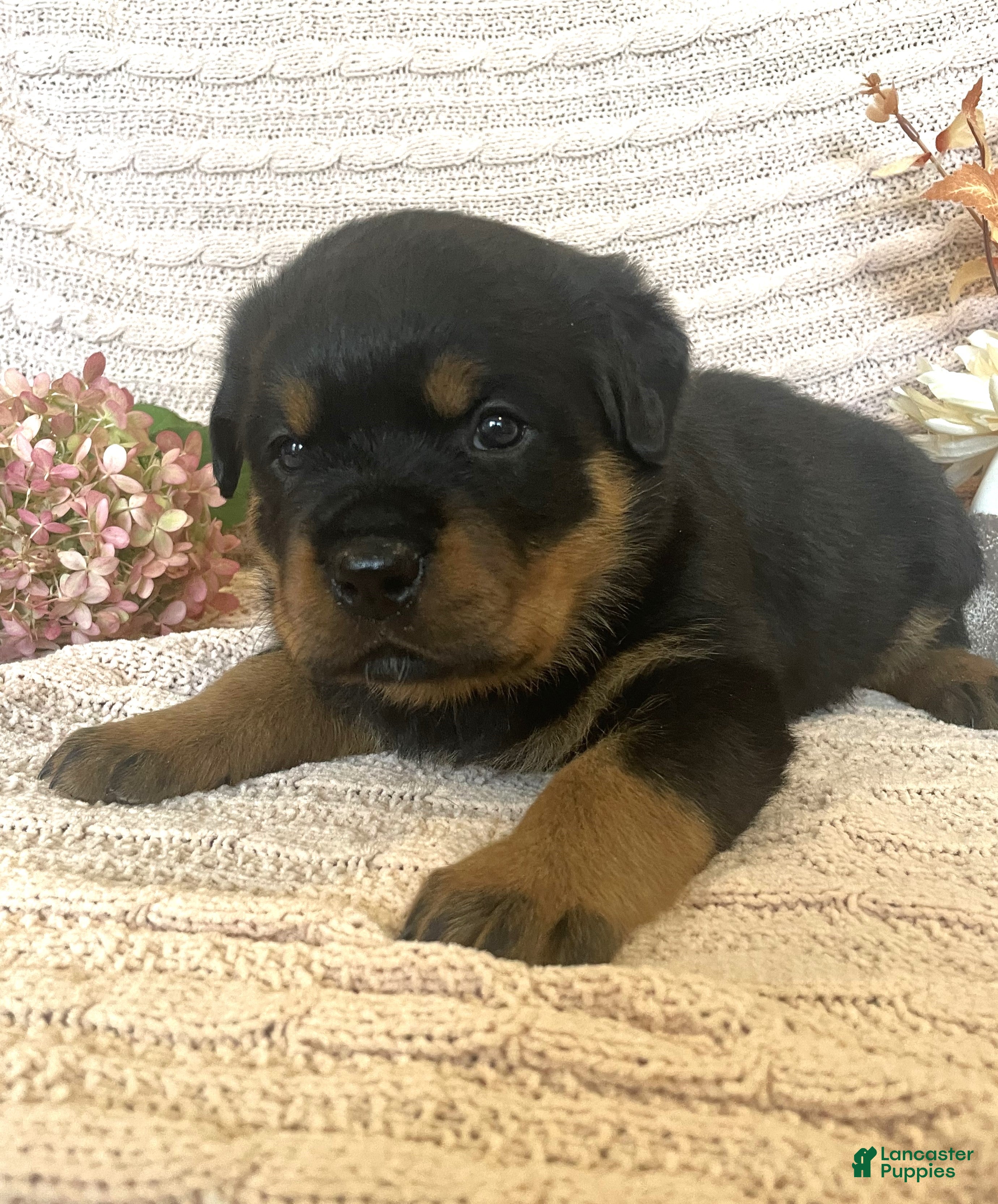 Tail docked Rottweiler Puppies for sale Lancaster Puppies
