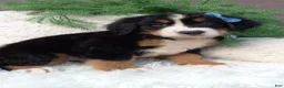 Bernese Mountain Dog dogs for sale: Champ - Ad 4