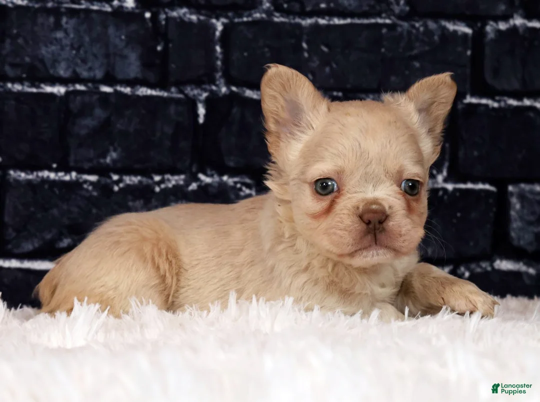 French Bulldog dogs for sale: Gracie - Ad 2