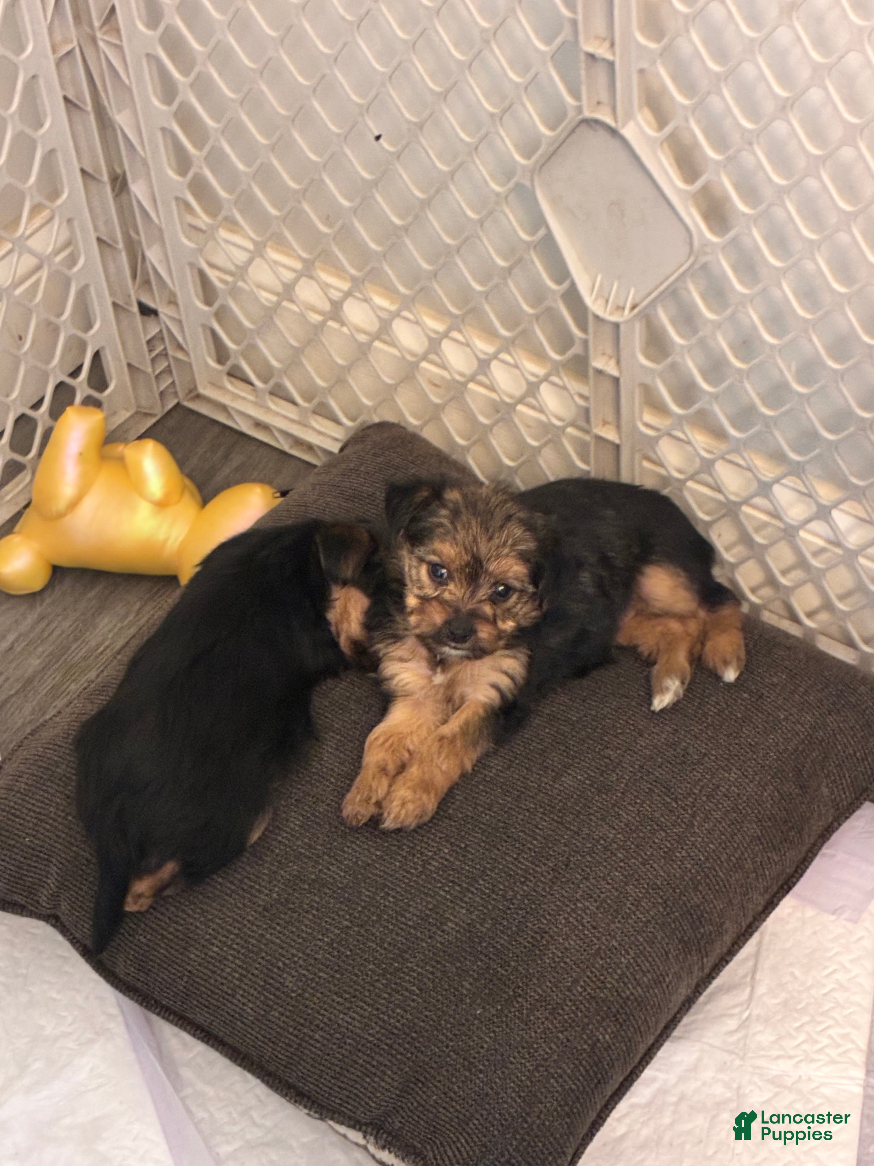Mixed Breed dogs Sweetie - Ad 2