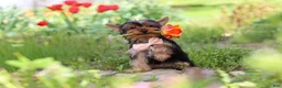 Yorkshire Terrier dogs for sale: Connor - Ad 8