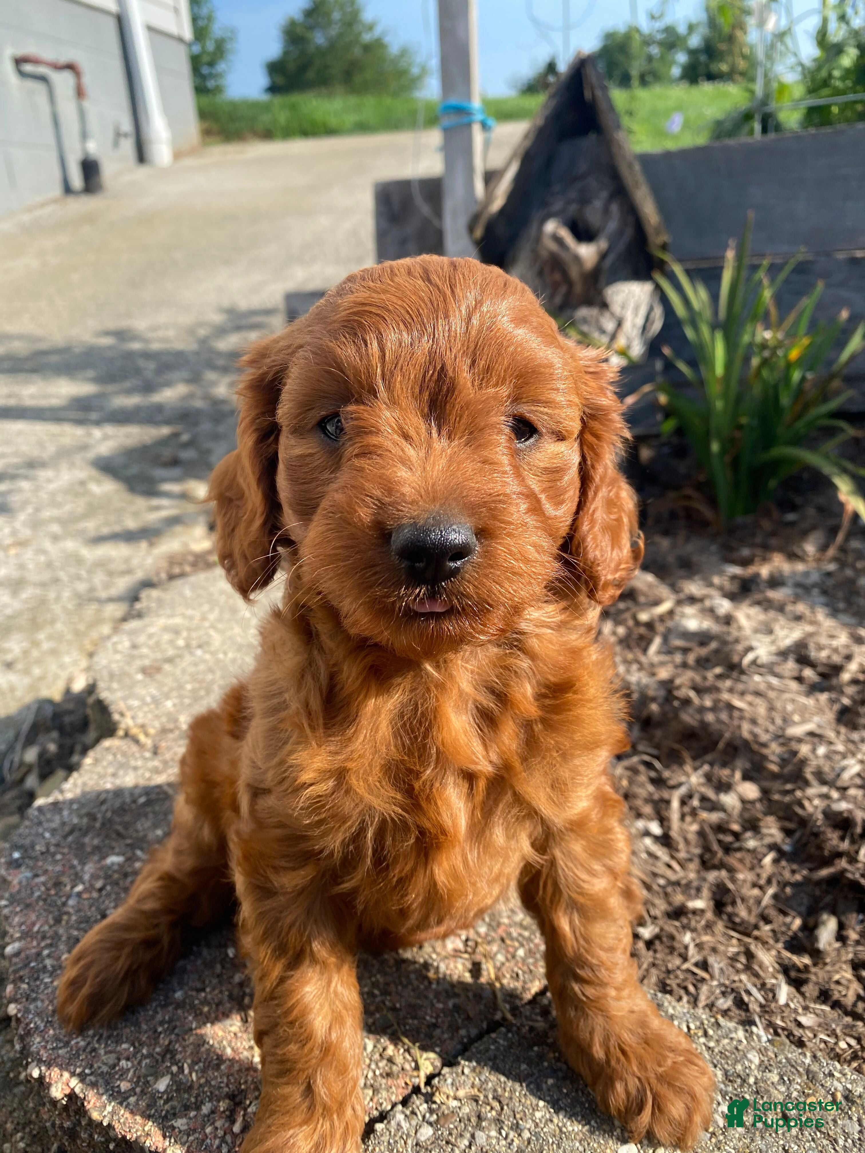 Cavapoo dogs Jasper - Ad 1