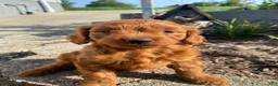 Cavapoo dogs for sale: Jasper - Ad 1