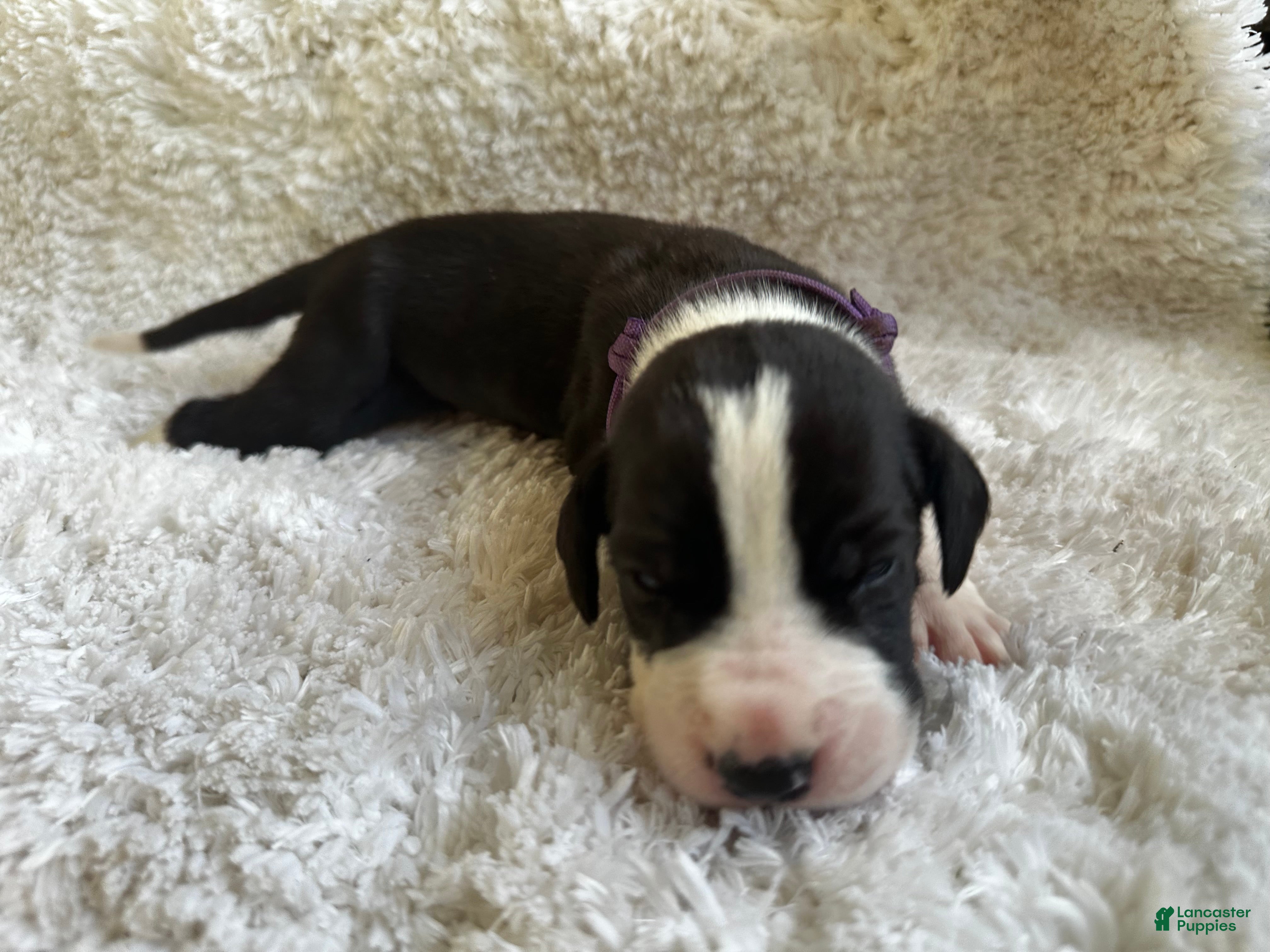 Great Dane dogs Falkor - Ad 1