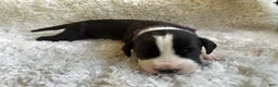 Great Dane dogs for sale: Falkor - Ad 1
