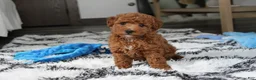 Bichpoo dogs for sale: Jenson - Ad 5